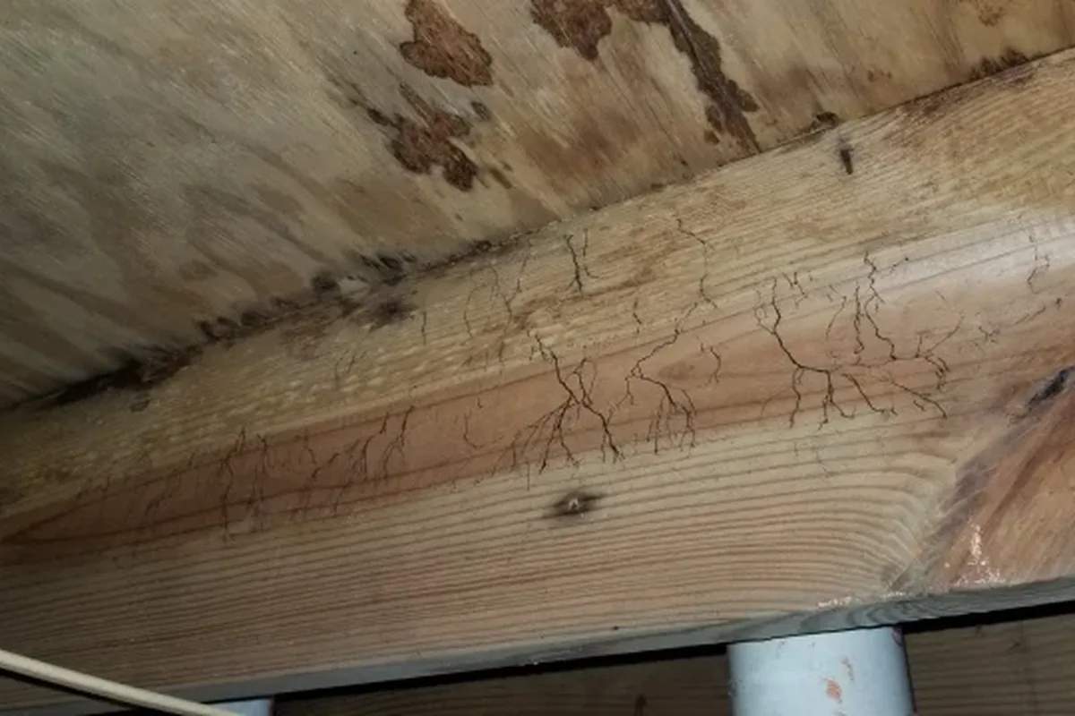 Visible dark mold growth on floor joists in a vented crawl space beneath a Wake County home