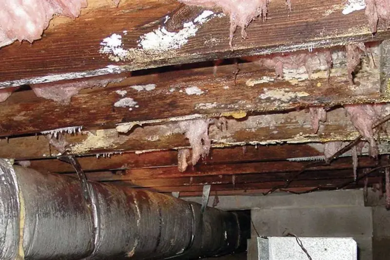 Severe white mold and moisture damage on floor joists and subfloor sheathing in a vented crawl space, with fallen fiberglass insulation